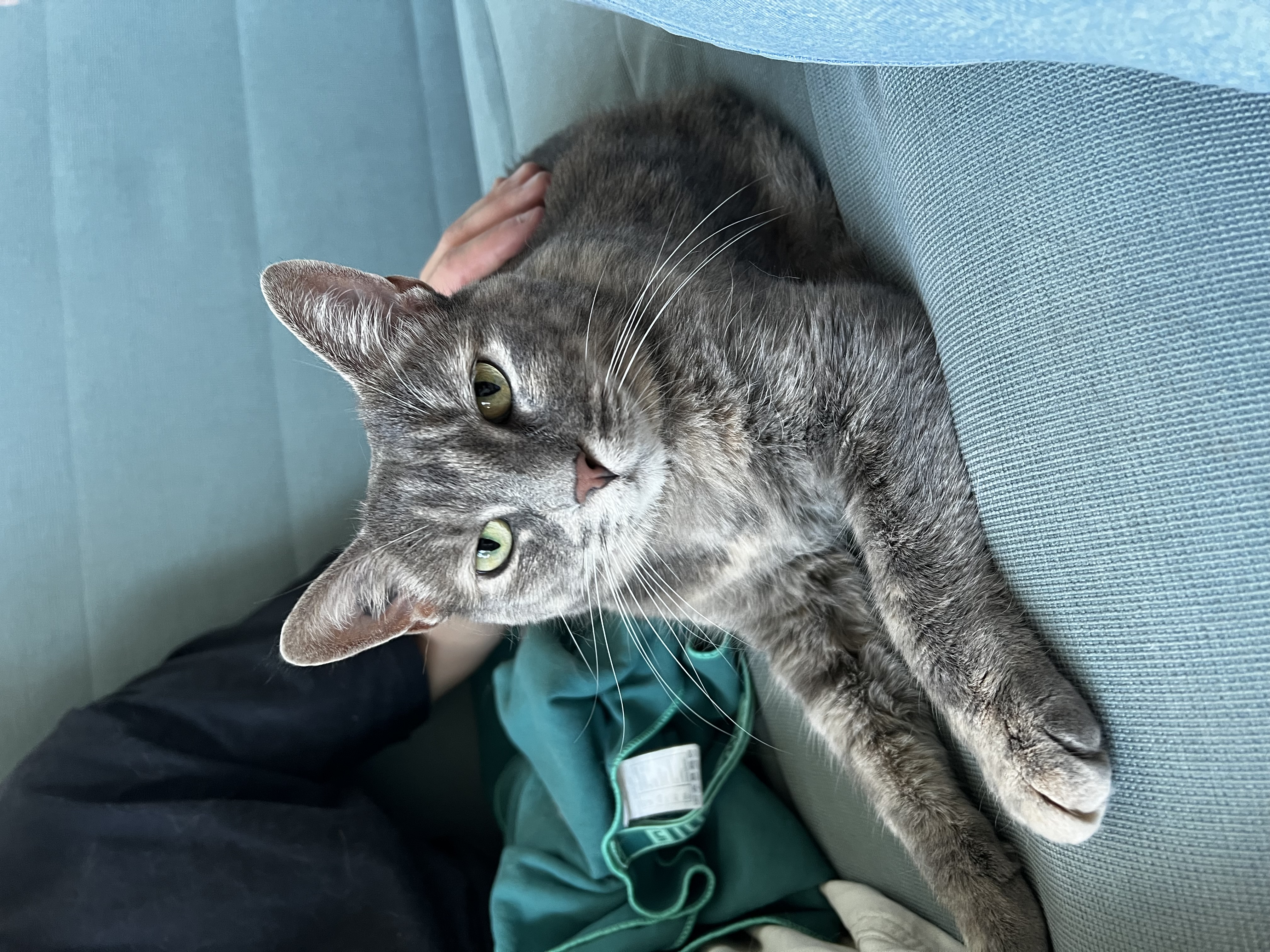 chat