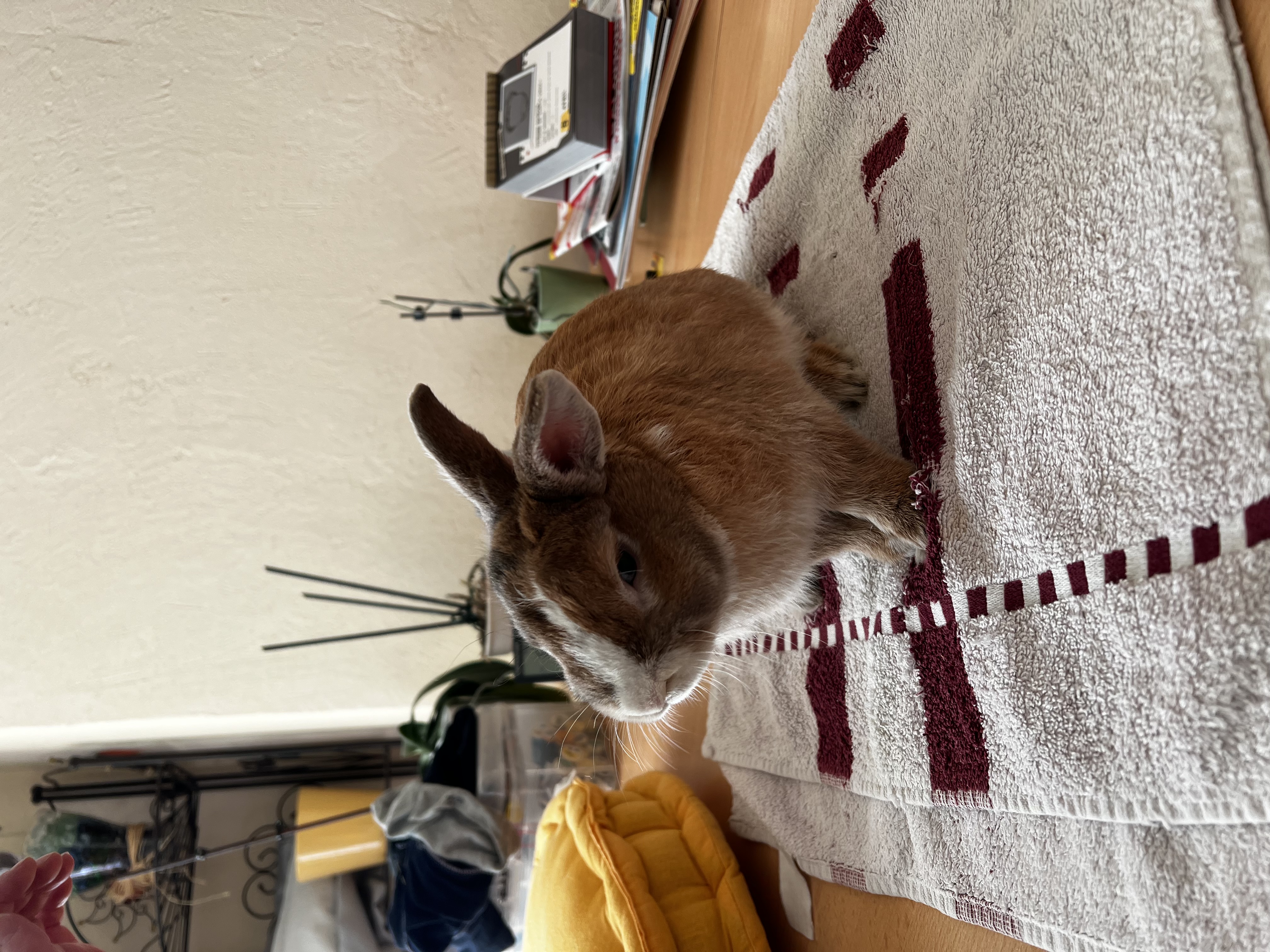 lapin