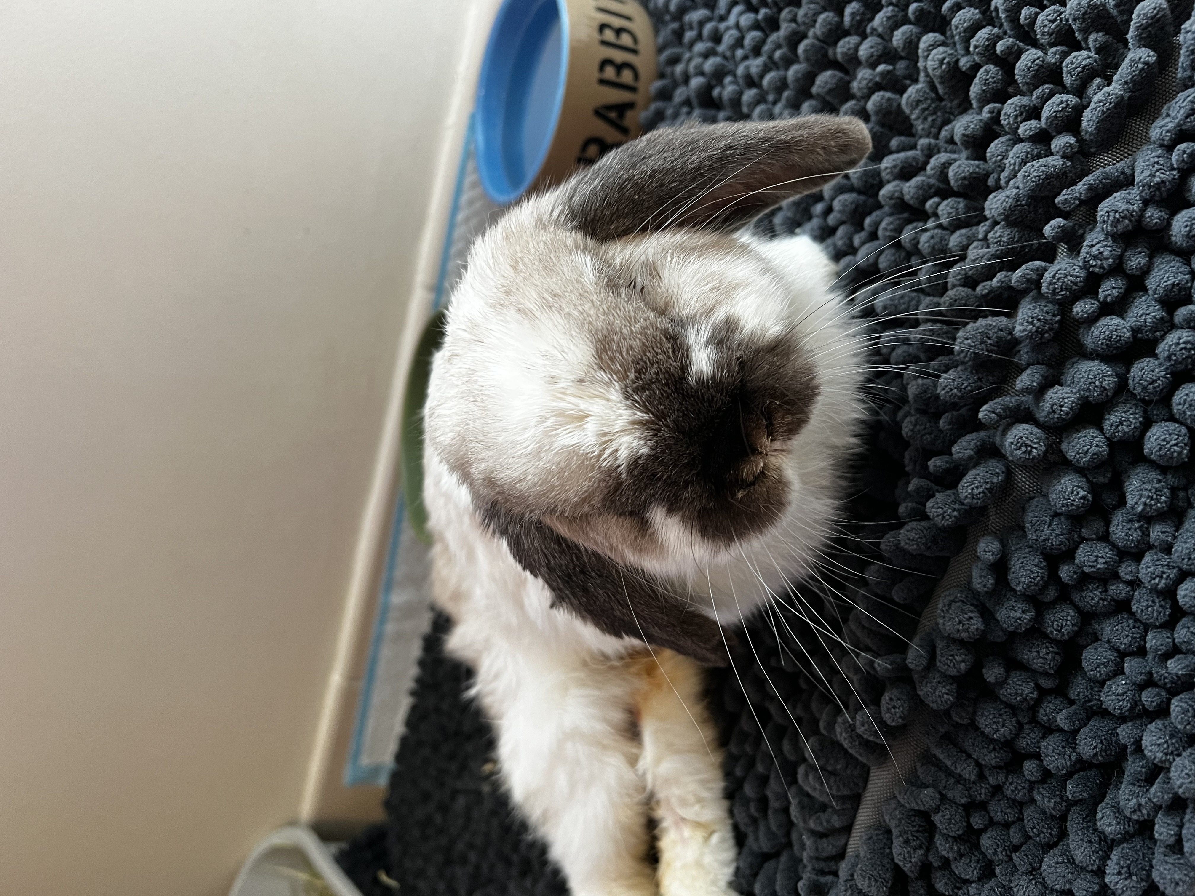 lapin