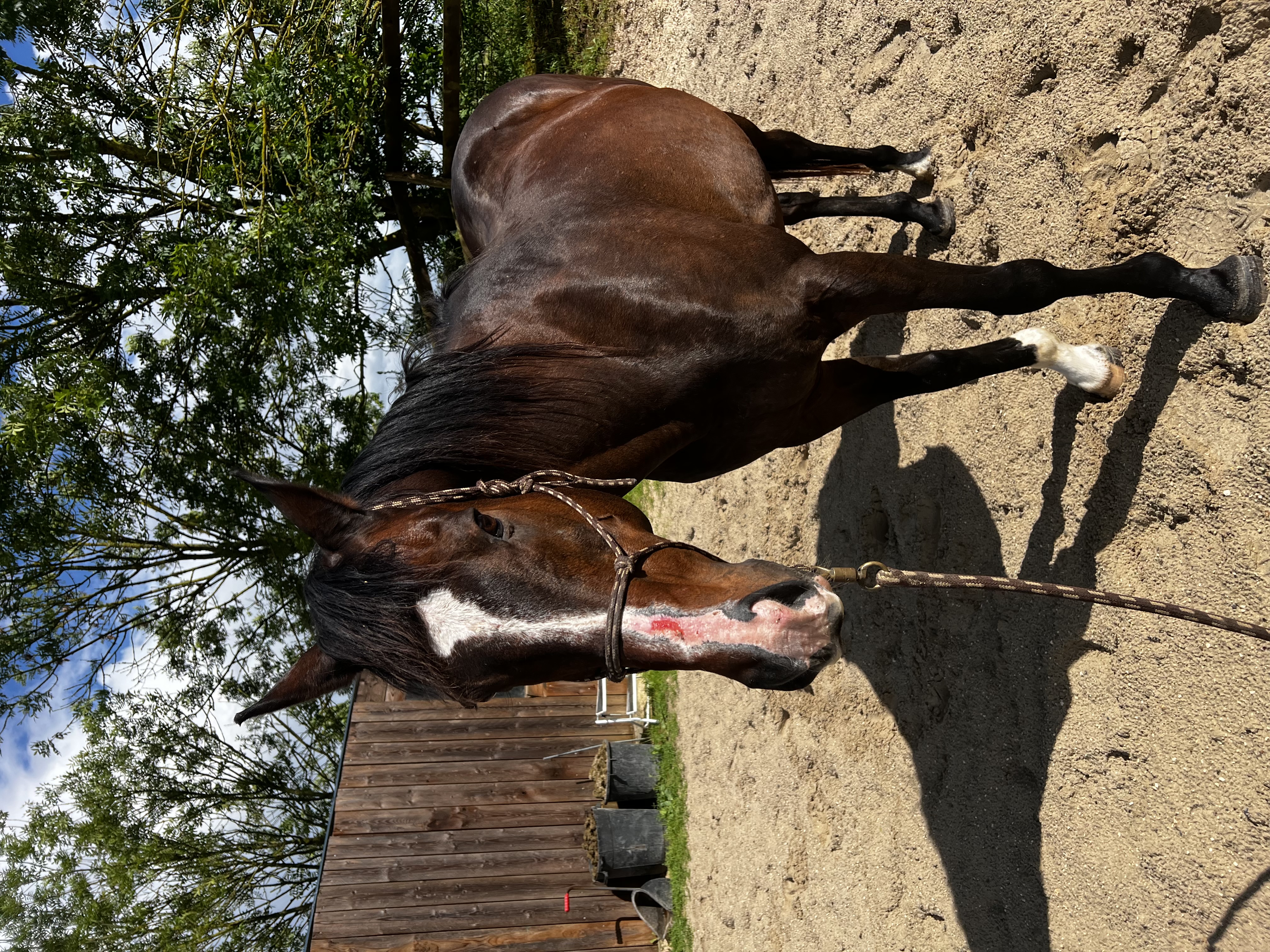 cheval