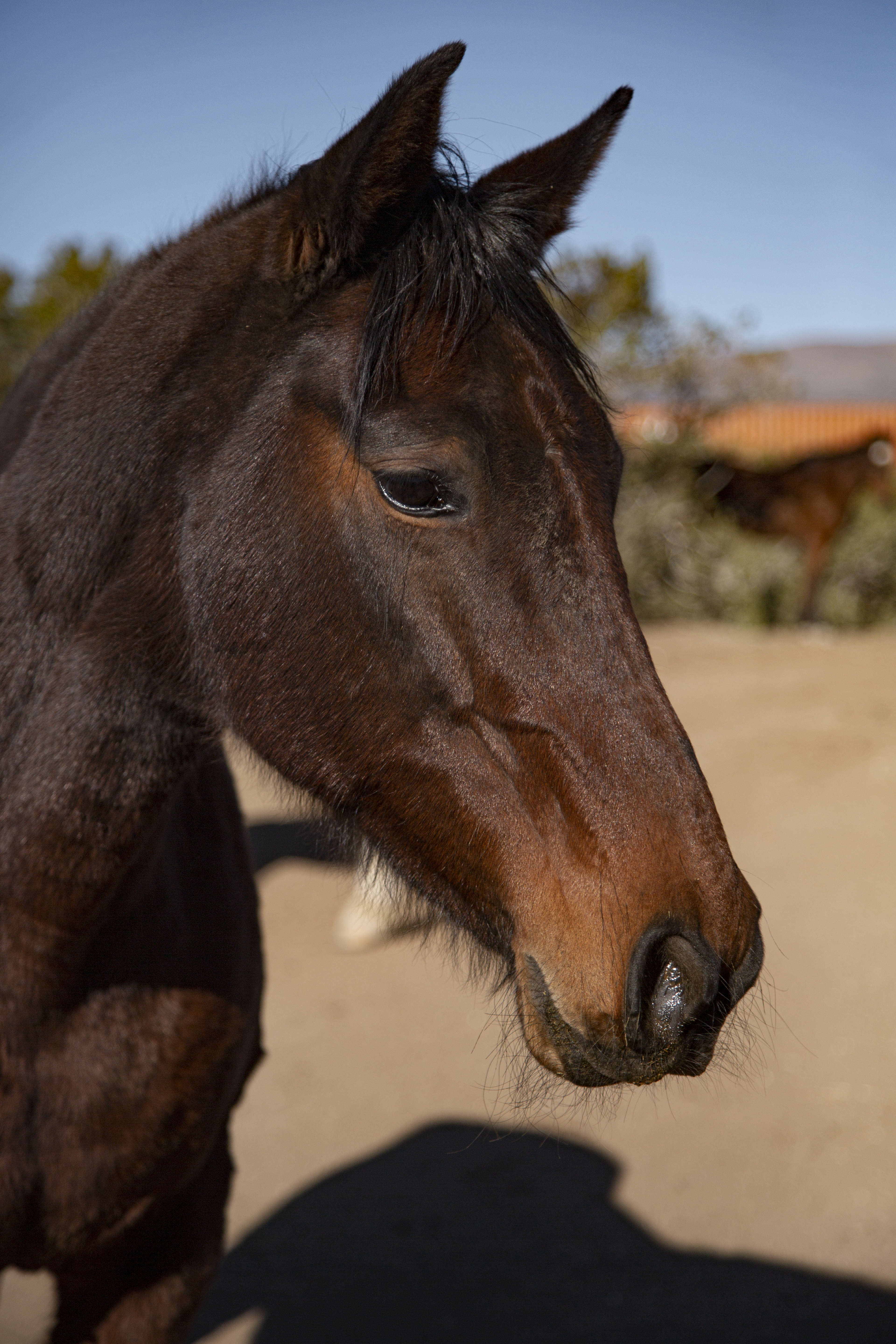 cheval